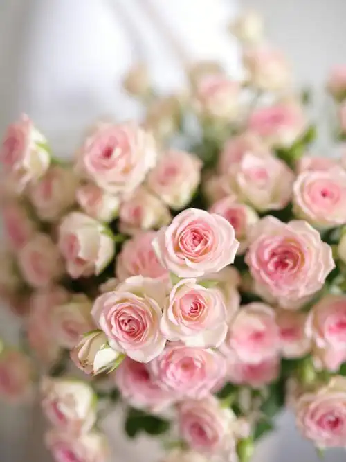 荷兰粉白多头小玫瑰