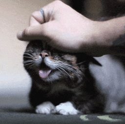 猫咪抓人又呼脸,6种方式教你了解猫主子的内心|瞳孔|下颚_网易订阅