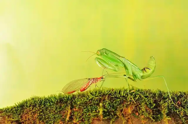 8,蚯蚓很多人觉得蚯蚓长得十分恶心,但是事实上,蚯蚓真的是一种十分有