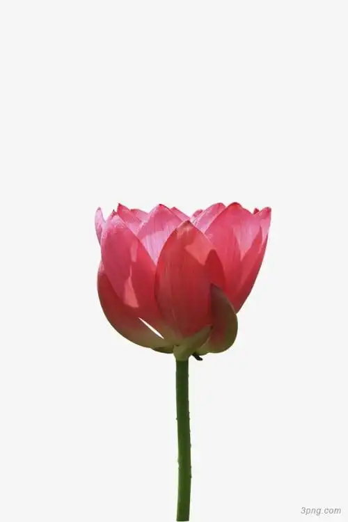 一朵红色荷花png素材透明免抠图片-动植人物