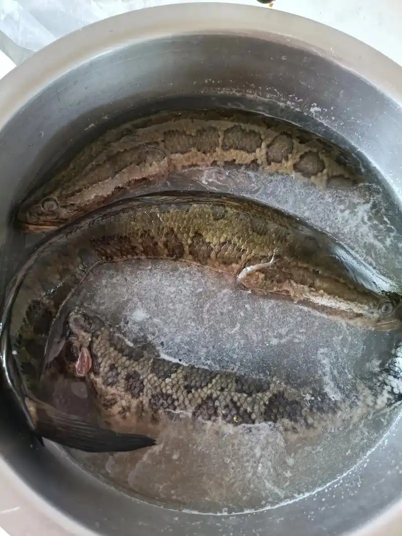 野生黑鱼,看着吓人# - 抖音