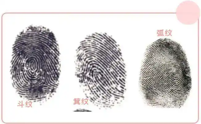 小小的指纹暗藏玄机你有没有体育天赋