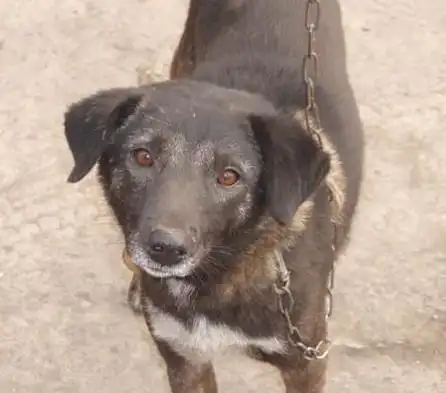 这就是凉山猎犬.