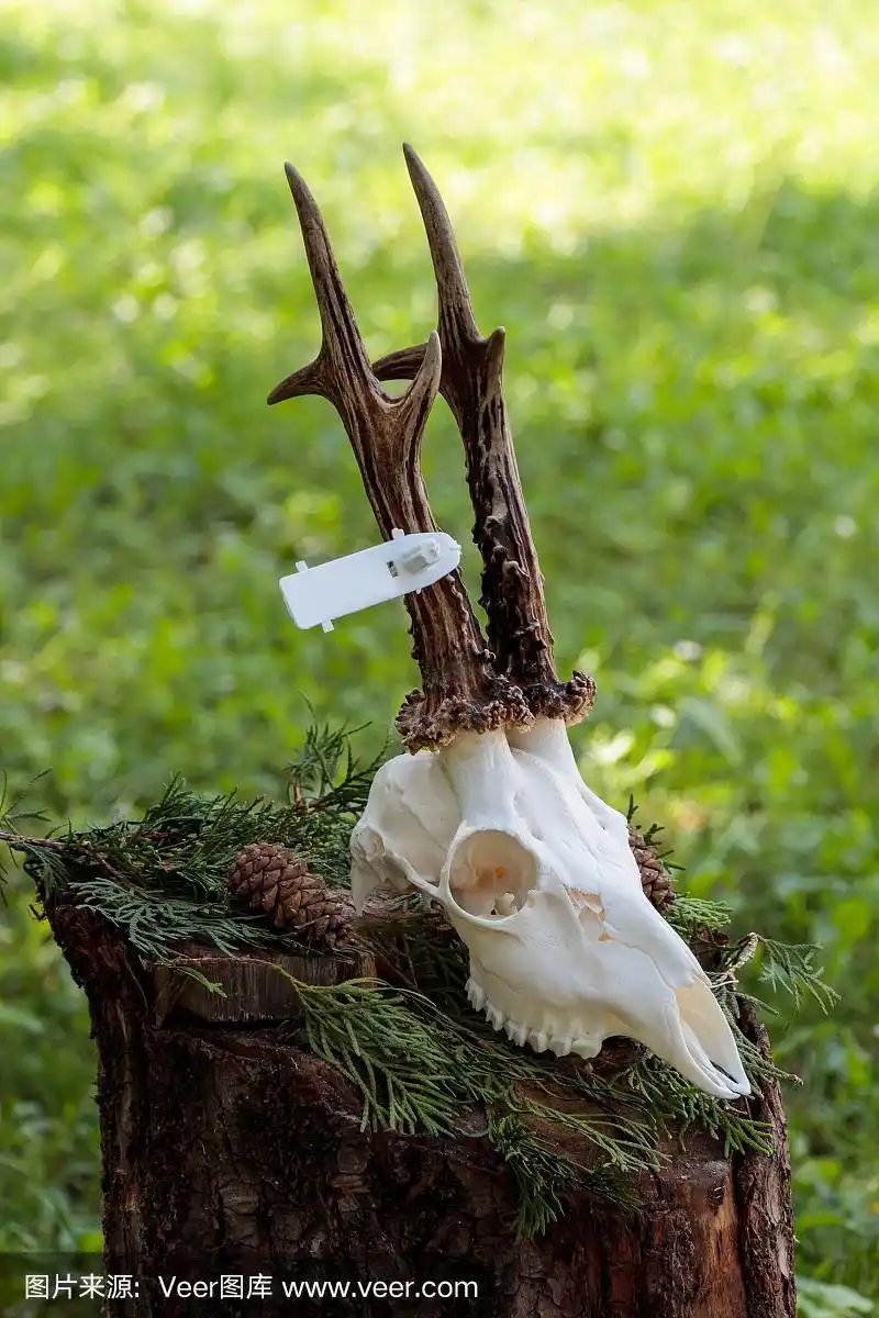 有牙齿的鹿头骨.