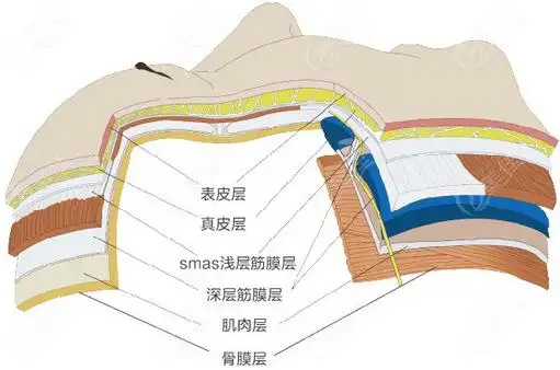青春肽支架面部提升作用层次示意图