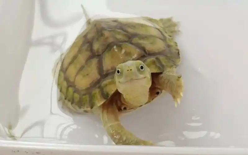 黄喉拟水龟是我最喜欢的水龟,天生一副笑脸,时刻保持微笑