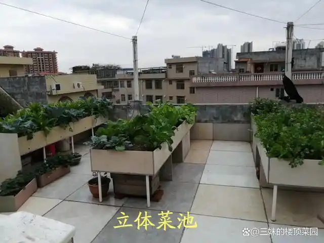 我家的楼顶菜园的菜池是用结构粘瓷砖,水管做成的立体菜池,稳固,美观