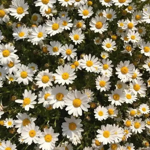 小雏菊朋友圈背景