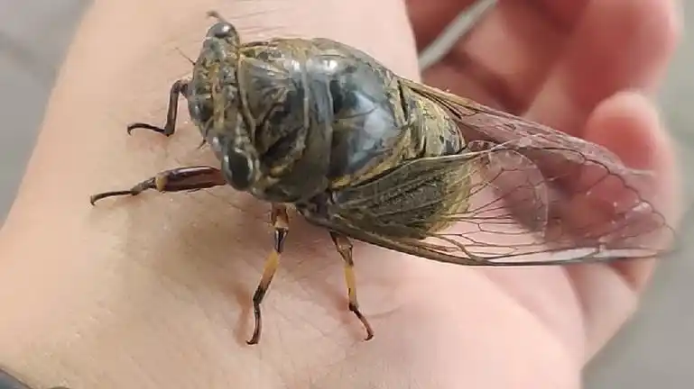 夏天总会有蝉飞到你身边