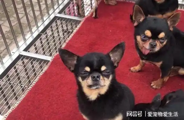 山东吉娃娃舌头僵硬缩不回去可卖主却不想治它只想尽快卖掉