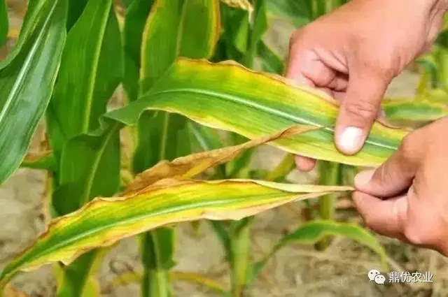 玉米长成这个样,明显的缺素症状!缺啥?看图!