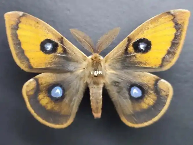 蚕蛾(aglia tau)早春发生的一种蛾子,雄蛾日行,太阳漏出时行动,飞的快