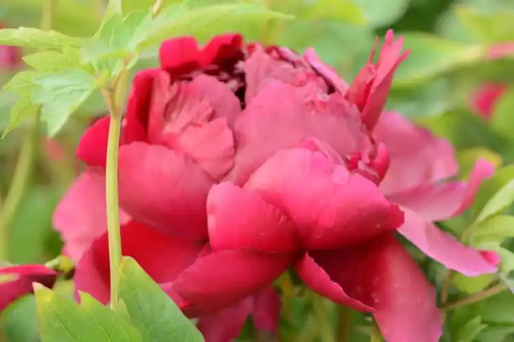 人间最美～富贵牡丹