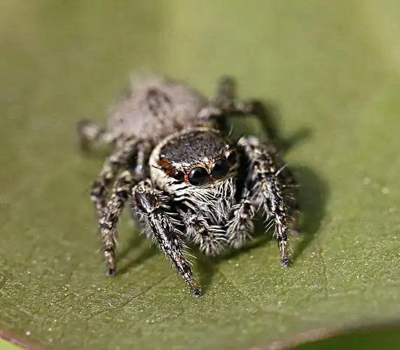 今天拍的四眼蛛