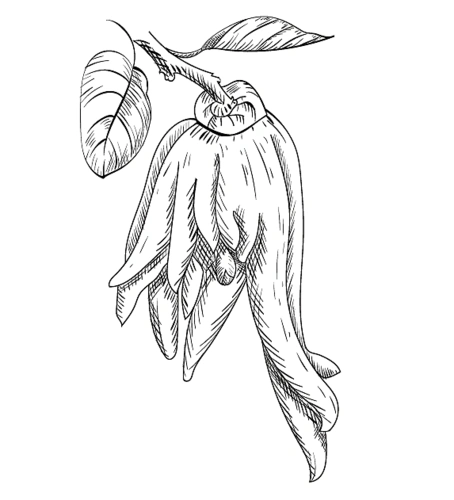 黑白线描 已商用