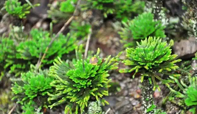 大家好,今天我给各位介绍的植物名叫还阳草,在我们河源紫金农村的野外