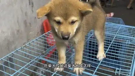 276_一种会笑的狗,日本的土狗,柴犬