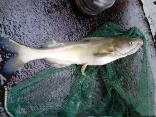 只生活在乱石激流中,被称为"巨型黄辣丁"的江黄鱼