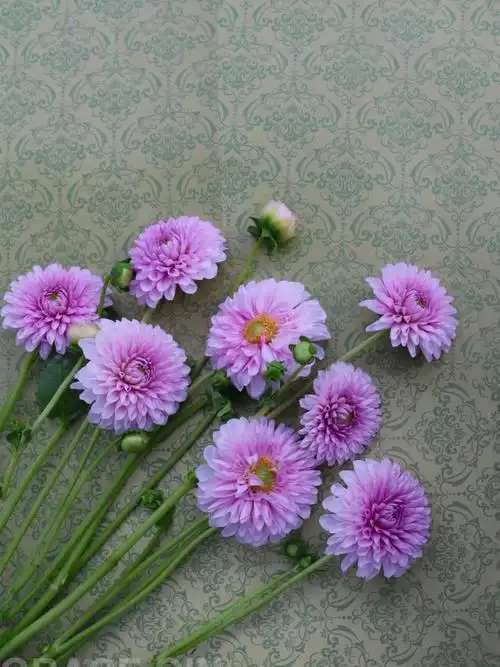 373436大丽花墨西哥国花,集柔美与大气于一身的宝藏花材花语