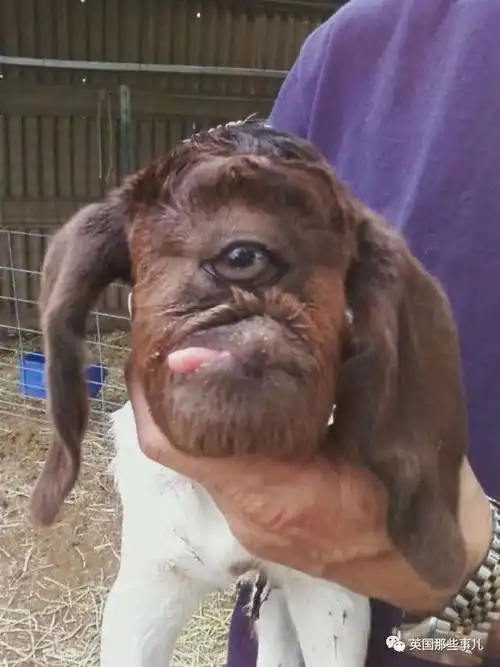 2017年5月10日,在印度阿萨姆邦,一只患有独眼畸形的黑山羊出生.