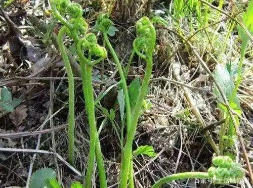 野生蕨菜