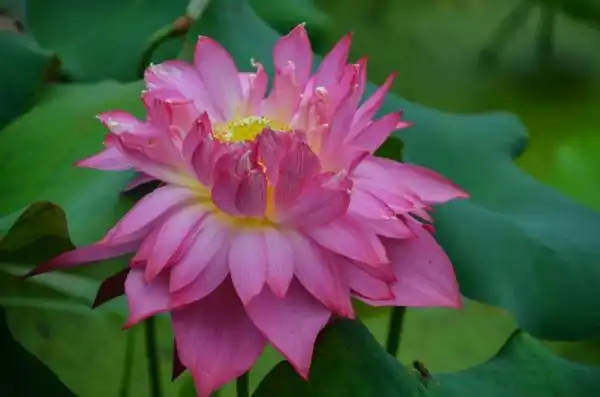 各色名贵品种荷花竞相盛开,与古朴的石头,木桥融为一景,展现了湿地独