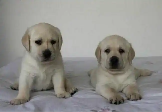 长沙拉布拉多猎犬纯种拉不拉多幼犬神犬小七赛级导盲犬宠物狗狗50