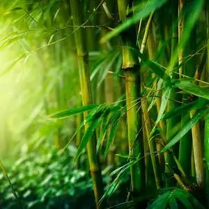 清晨的一缕阳光头像