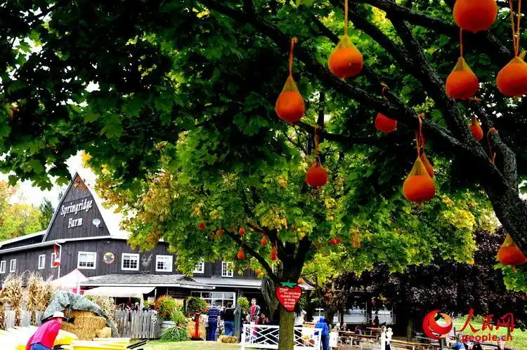 高清万圣节前话南瓜14