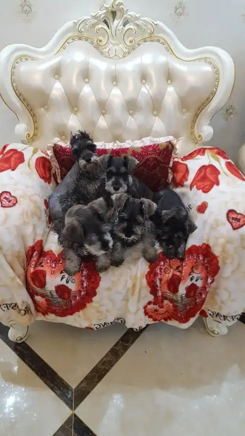 跨年夜出生的雪纳瑞宝宝