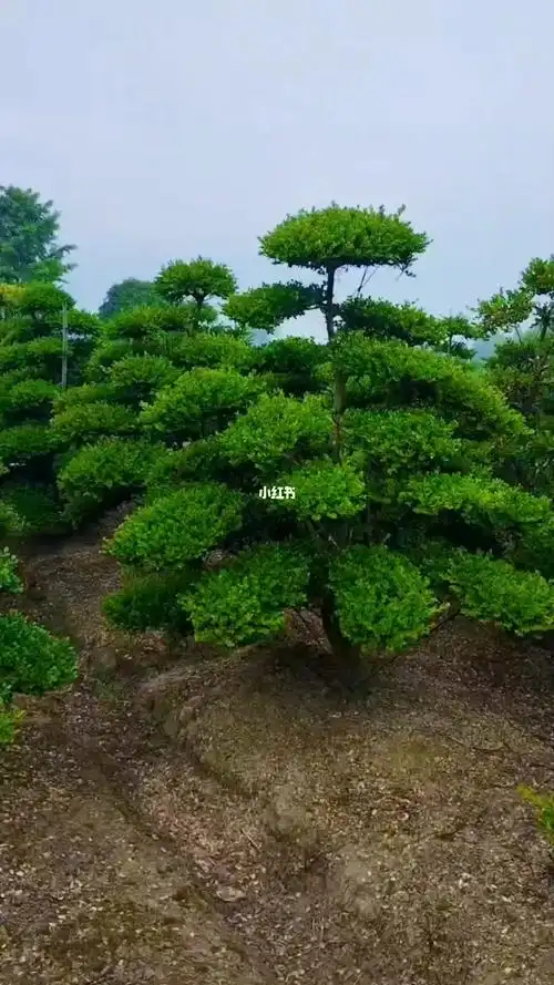 瓜子黄杨造型树四季常青不落叶耐寒耐旱南