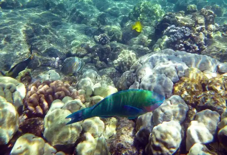 彩虹鱼海洋海