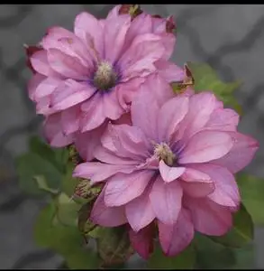 粉色激情二师兄新品铁线莲2类半重瓣活动价多省一件包邮