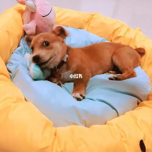 柯基和柴犬的串串长啥样?