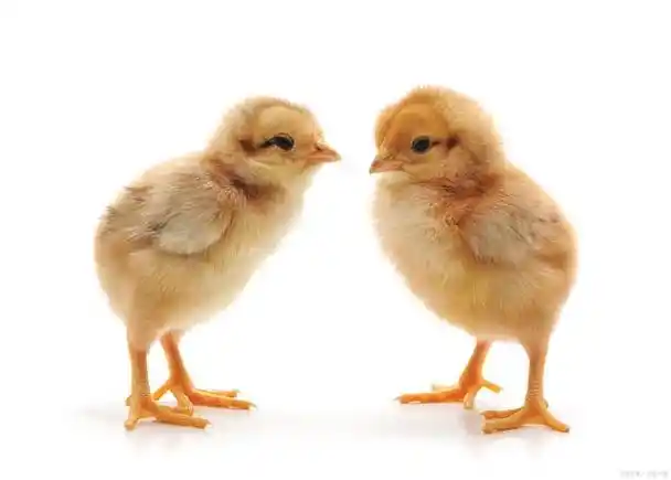 育儿故事-母鸡与小鸡