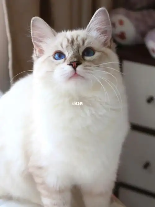 俄罗斯蓝猫布偶猫jue