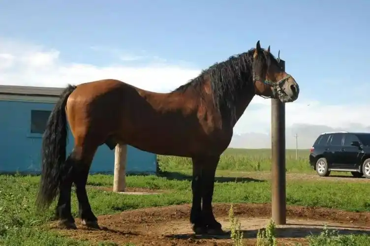 郑言江新疆做强马产业底气何来顶级名马向你奔来