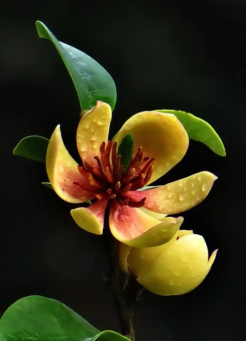 花开而不放,似笑而不言. 含笑花的花语:矜持,含蓄,美丽,庄 - 抖音