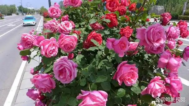 河南开封:月季花香飘满城