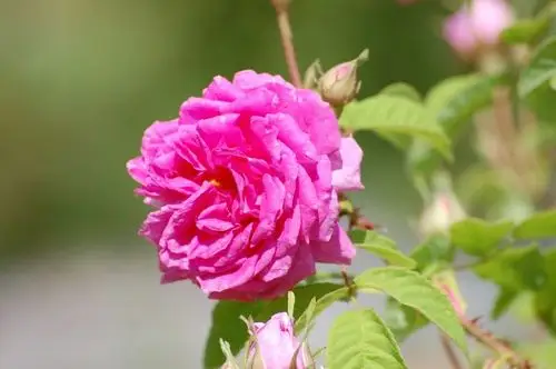 千叶玫瑰原精土耳其美白回春花中之后心轮用油