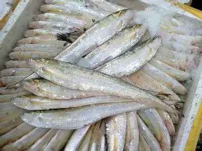 梅齐鱼   也称   凤尾鱼    学名