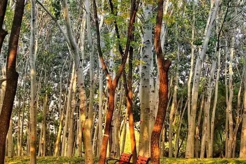 北京海淀公园小树林