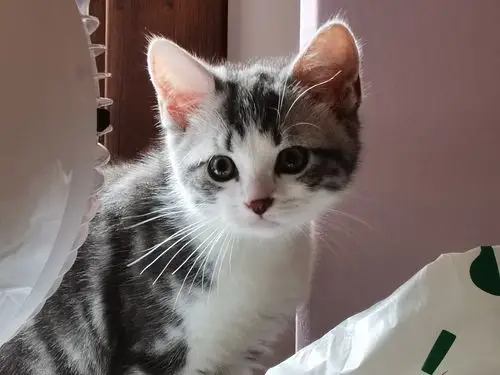 美短起司猫,很温顺爱粘人