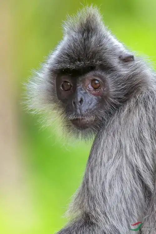 银叶猴的肖像