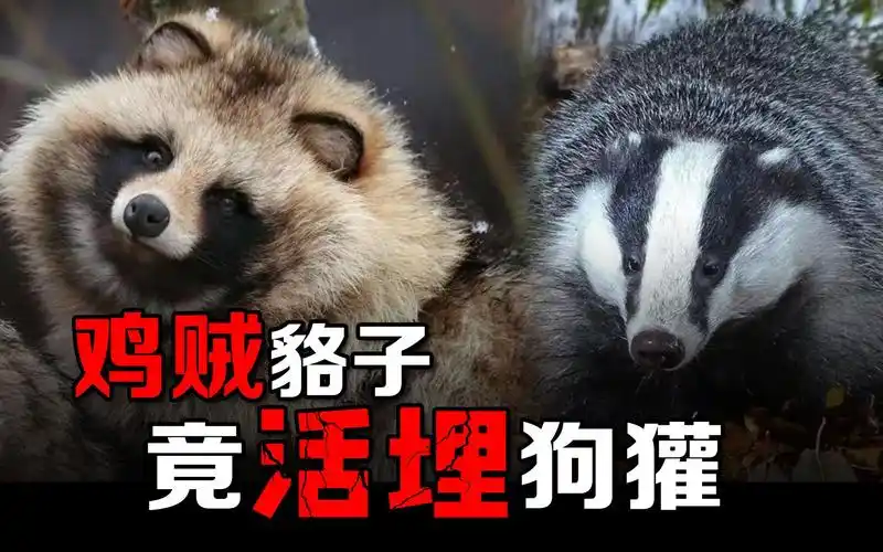 东亚貉入侵欧洲,杀得狗獾断子绝孙,多亏猞猁救命