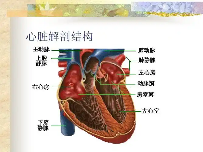 精品 心脏解剖结构