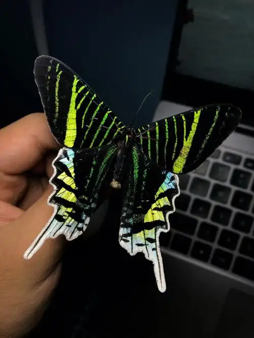 幼虫有黑,蓝色花纹,是有毒的标志.