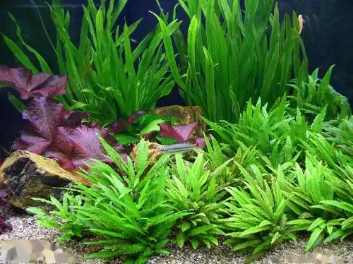 鱼缸养水草的好处多这6种水草好养的和不好养的都有了