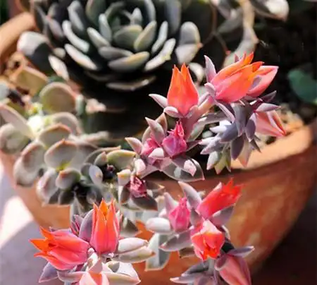 鲁氏石莲开花吗