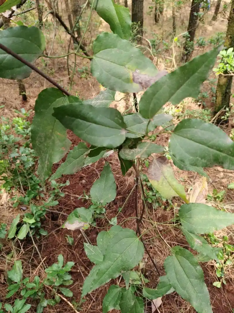 威灵仙:又叫山木通,金包银;其根及茎入药具有祛风湿,通经络,消骨梗之